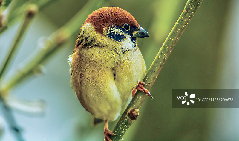栖息在树枝上的莺的特写镜头图片素材