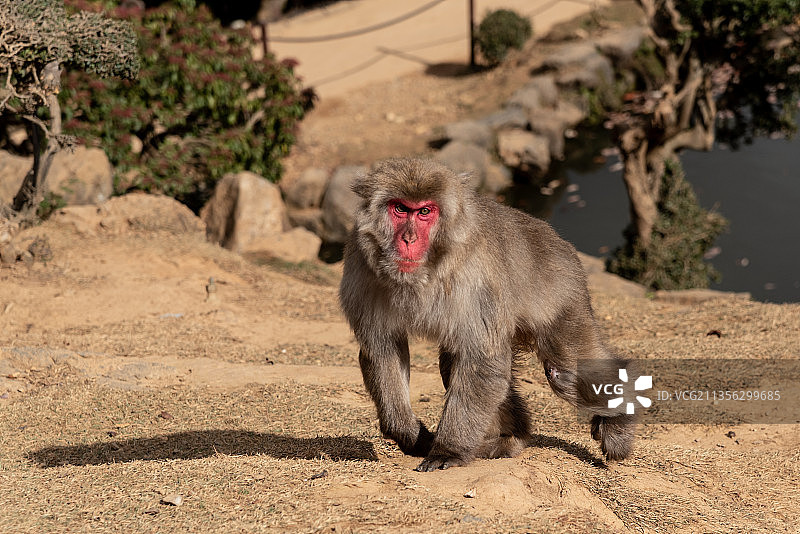 田野上的日本猕猴肖像图片素材