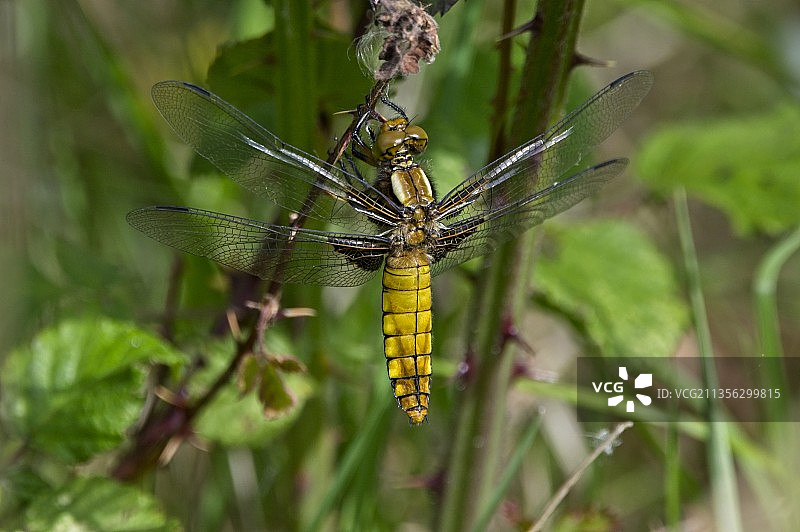 蜘蛛在网上的特写镜头图片素材