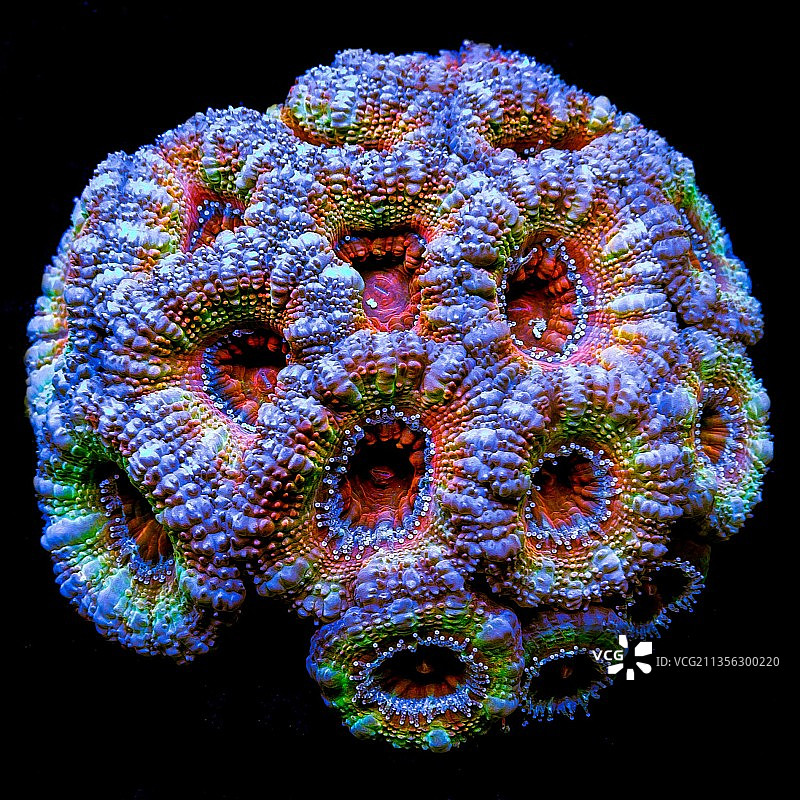 色彩鲜艳的珊瑚图片素材