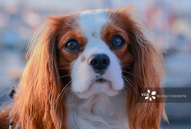 查理士王小猎犬的特写肖像，瑞典图片素材