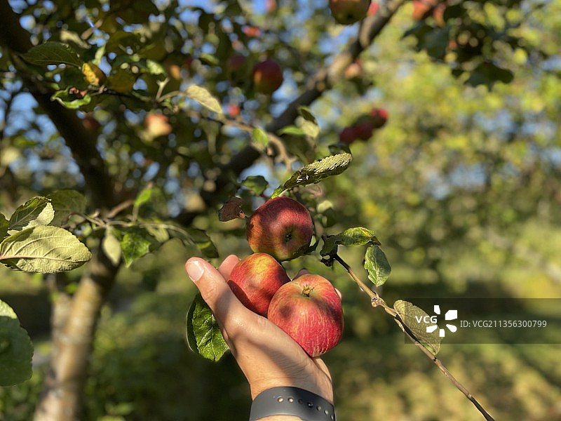 拿着树上的苹果的局部手部照片图片素材