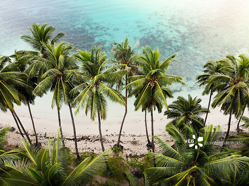 菲律宾海边的棕榈树高角度视图图片素材