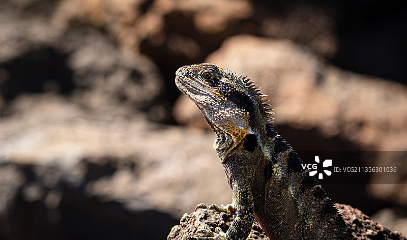 澳洲水龙在岩石上特写图片素材