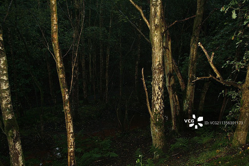 森林中的树木，威根，英国图片素材