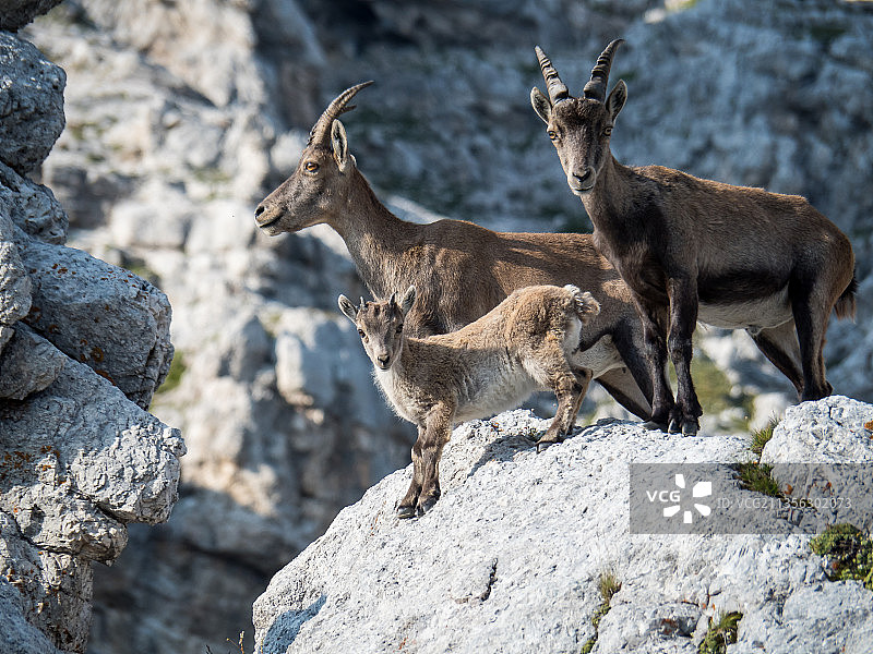 岩石上站立的两只鹿图片素材