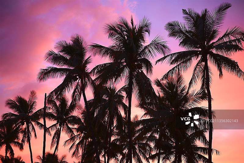 日落时分天空下的棕榈树轮廓图片素材