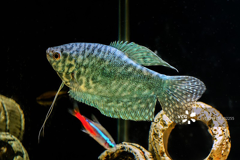 热带淡水金斑马鱼在水族箱中游动特写，俄罗斯图片素材