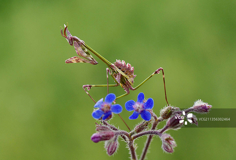 紫色花朵上昆虫的特写镜头图片素材