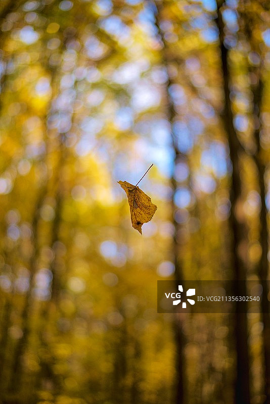 低角度拍摄：树上的蝴蝶图片素材
