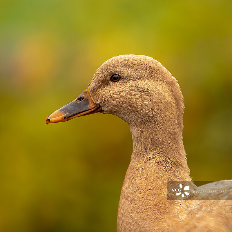 荷兰Hierden的Zuiderzeestraatweg白色特写图片素材