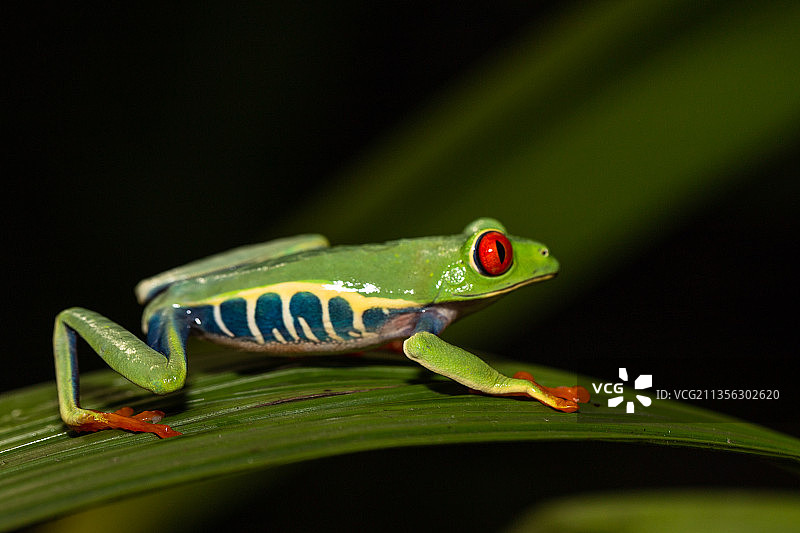 叶子上的红色特写图片素材