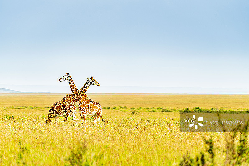 肯尼亚马赛马拉国家保护区里的长颈鹿图片素材