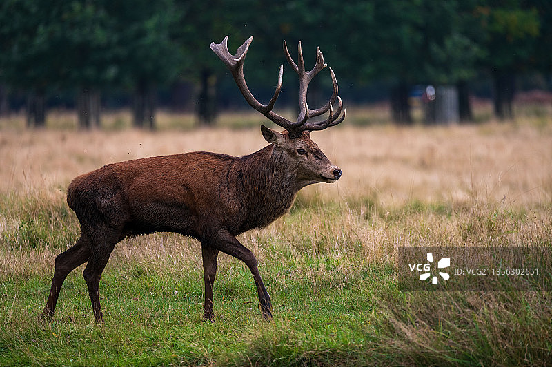 英国里士满公园中红鹿的侧视图图片素材