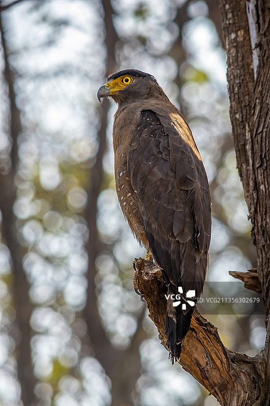 低角度拍摄的猛禽栖息在树枝上图片素材