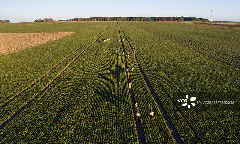 农田高角度景观图片素材