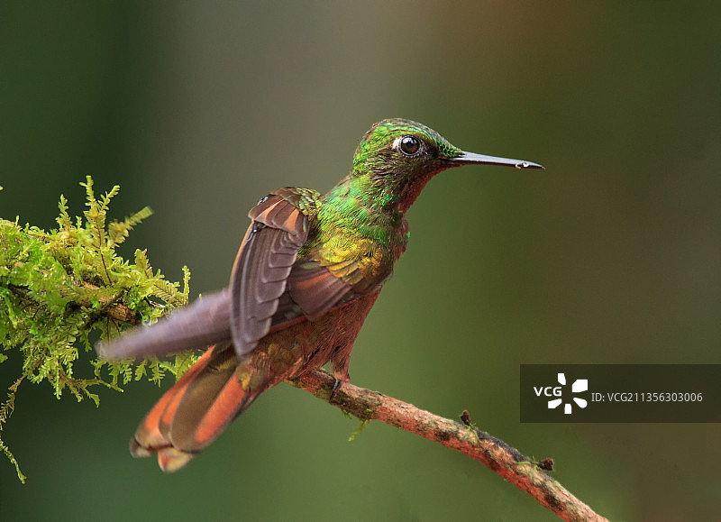 栖息在树枝上的蜂鸟特写图片素材