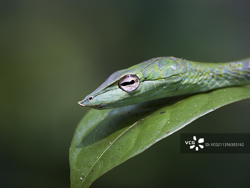 喀拉拉邦塔特卡德树叶上青蛙的特写图片素材
