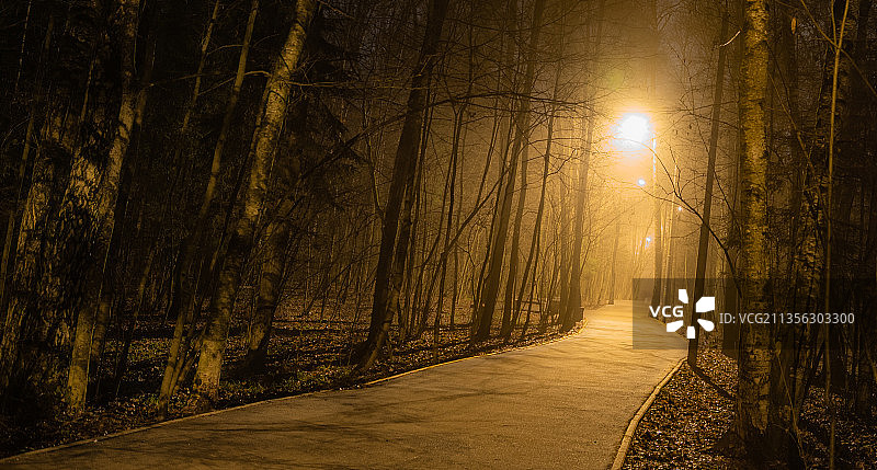 俄罗斯森林的树木景观图片素材