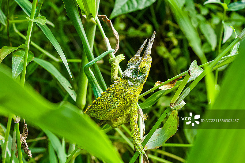 植物上的蜥蜴特写图片素材