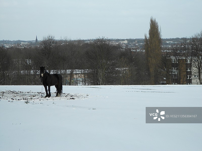 男子站在被雪覆盖的田野上，背景是天空，英国利兹图片素材
