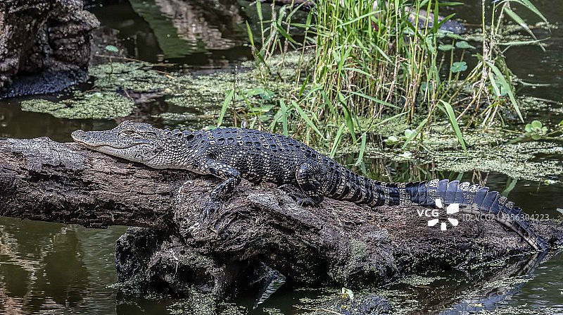 幼年短吻鳄，佛罗里达州莱克兰，美国图片素材