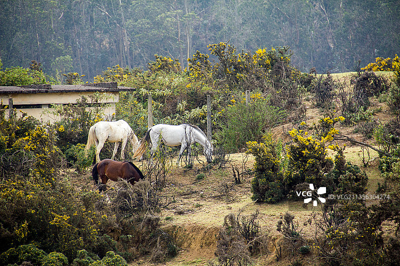 牛站在田野上的侧视图图片素材