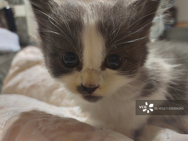 小猫特写图片素材