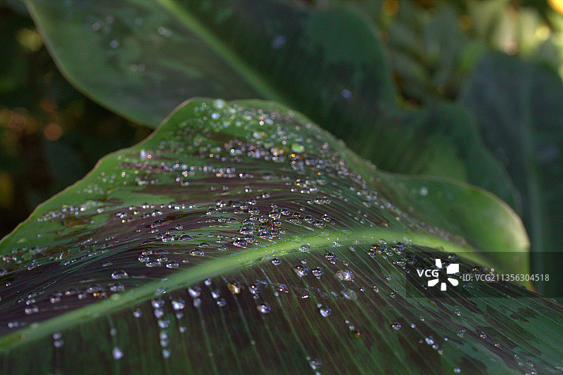 树叶上雨滴的特写镜头图片素材