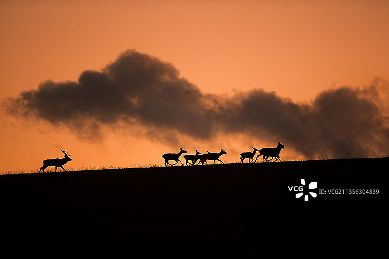 日落时分，原野上骆驼的轮廓，背景是天空图片素材
