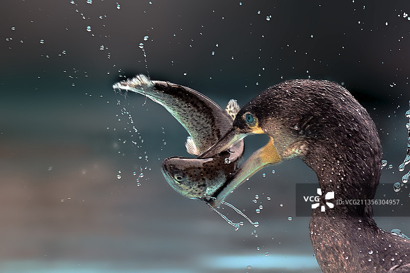 飞越湖面的鸬鹚特写图片素材