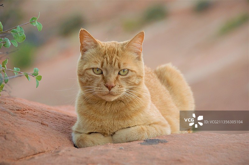 猫坐在户外的肖像图片素材
