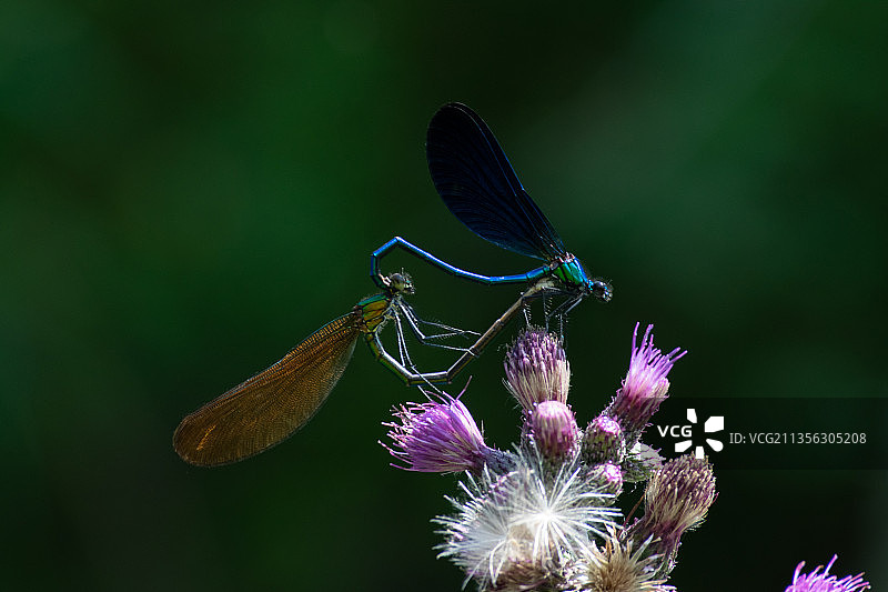 昆虫在花上的特写镜头图片素材