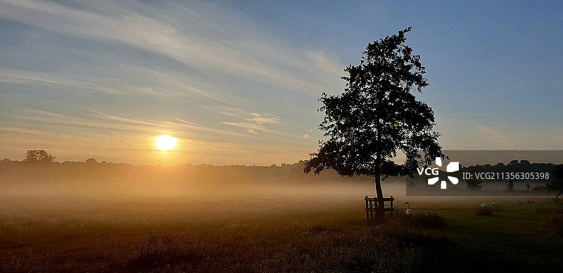 日落时天空衬托下田野上树木的剪影图片素材