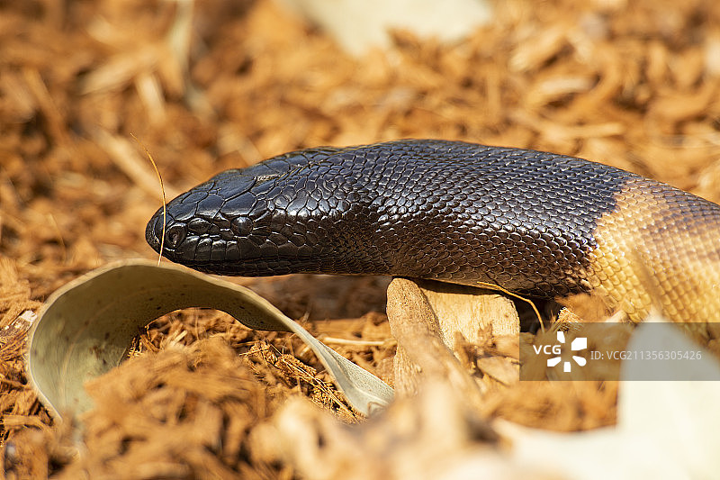 田野上的蝰蛇特写图片素材
