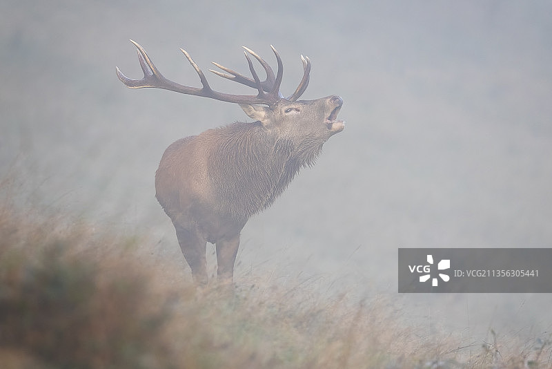 德国，田野上的红鹿侧视图图片素材