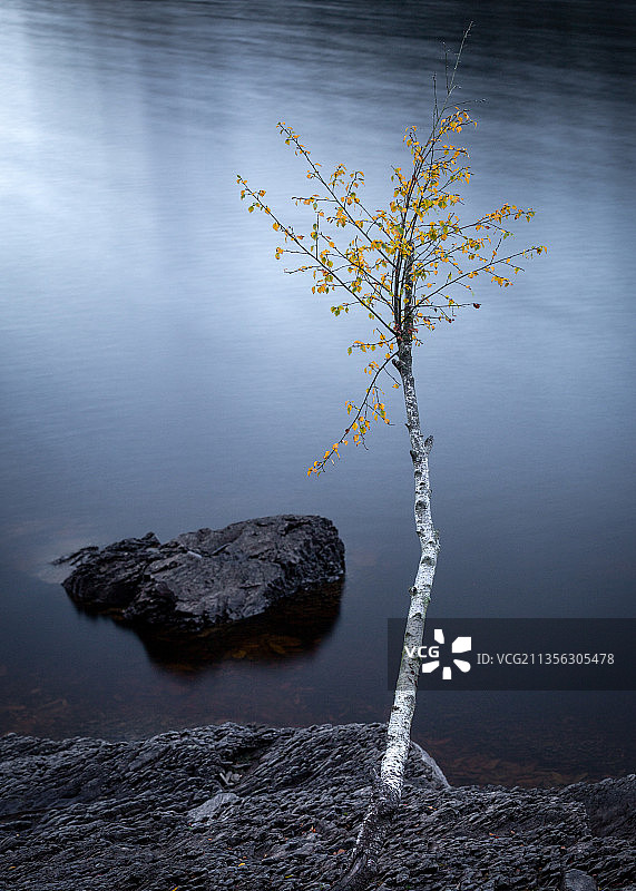 英国奥斯威斯特里Lake Vyrnwy湖边的植物高角度视图图片素材