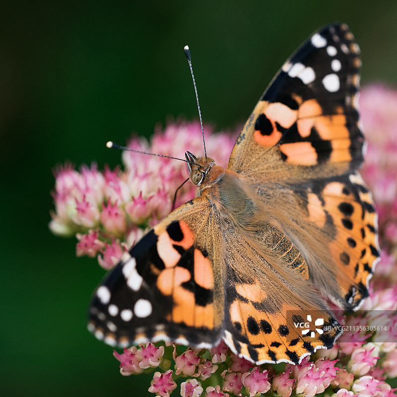 蝴蝶在粉红色花朵上授粉的特写镜头图片素材