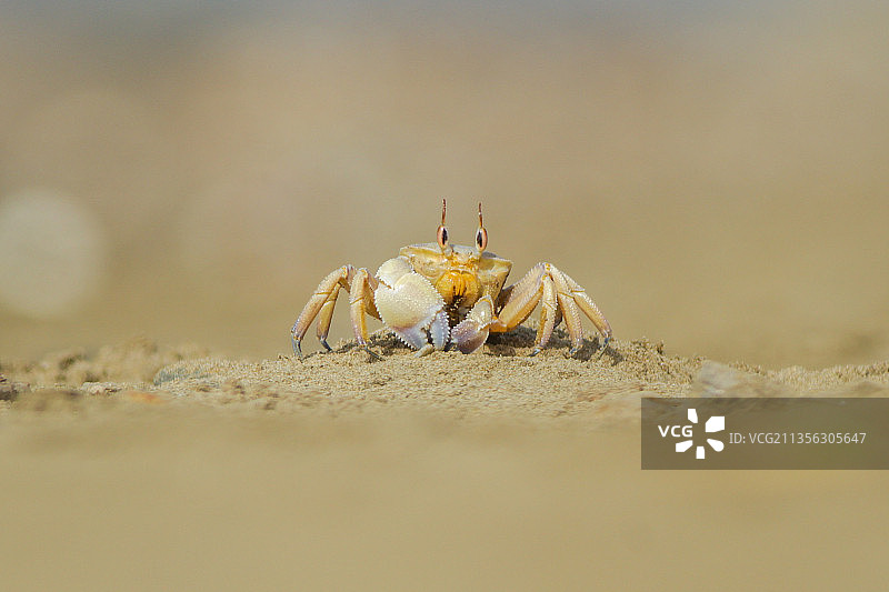 沙滩上沙滩上的螃蟹特写图片素材