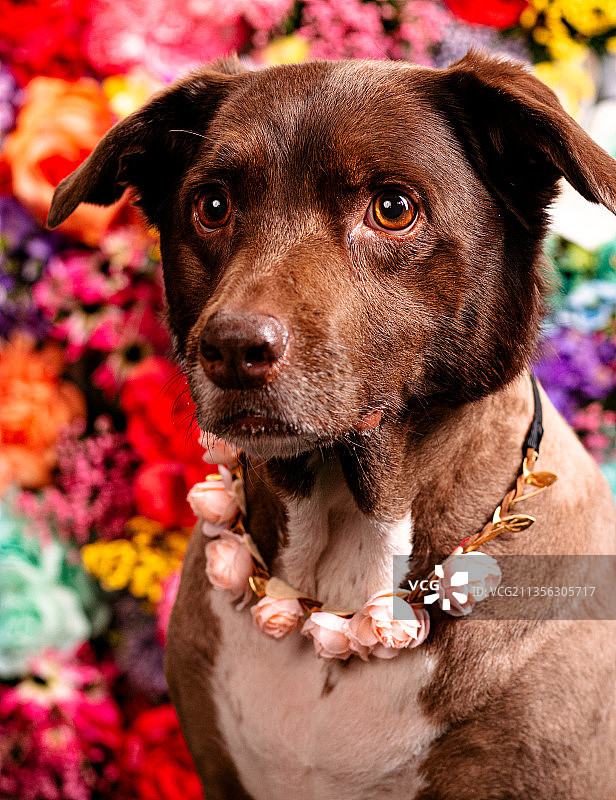 狗的特写肖像图片素材