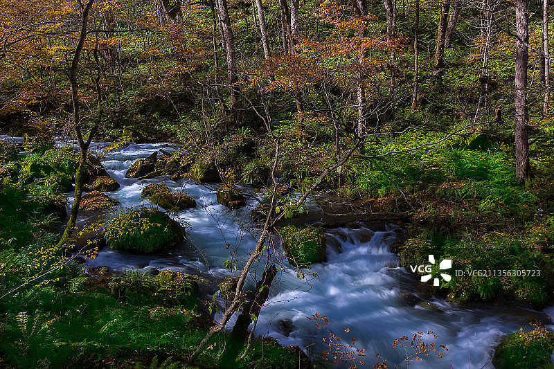 日本青森县奥入濑川的森林溪流风光图片素材