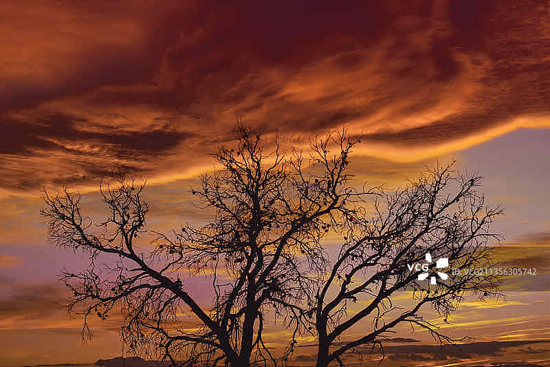 戏剧性天空下的树木剪影仰视，西班牙瓦伦西亚图片素材