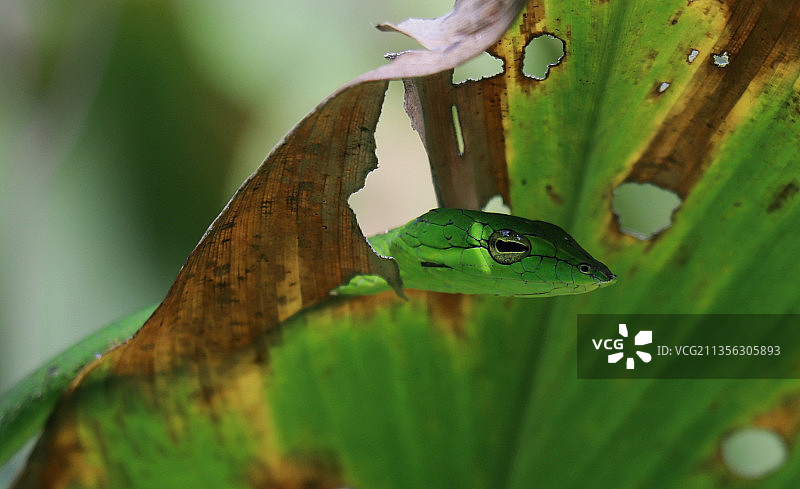 树叶上的青蛙特写，印度卡纳塔克邦阿古姆贝图片素材