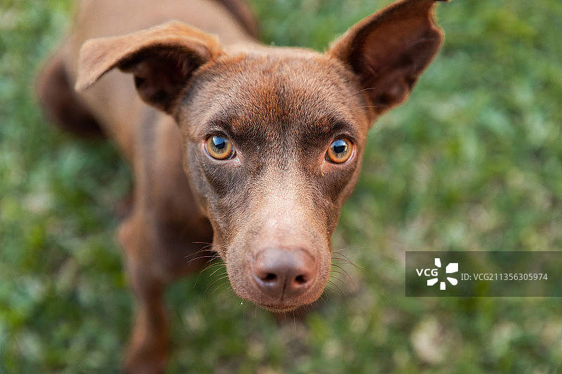 罗德里格斯岛上混血人种的特写 портрет，毛里求斯图片素材