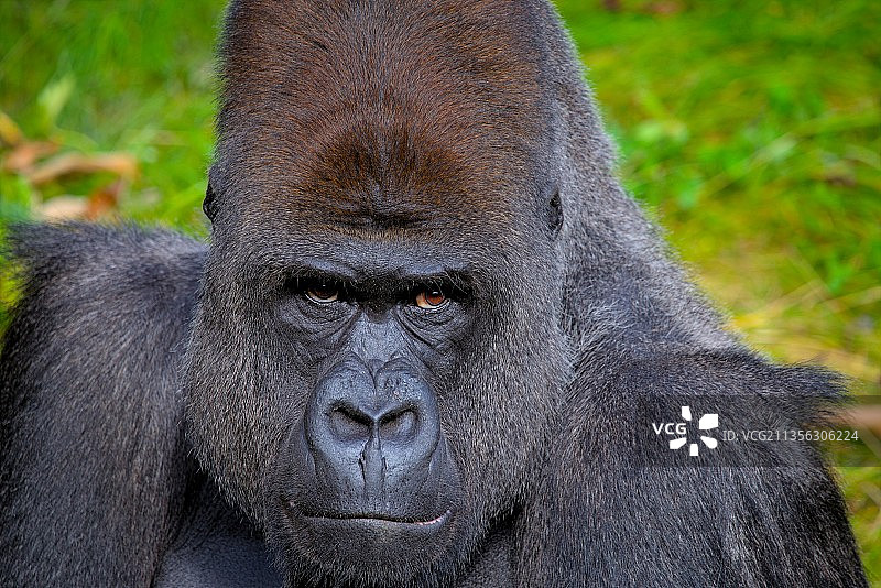 德国萨尔区大猩猩特写肖像图片素材