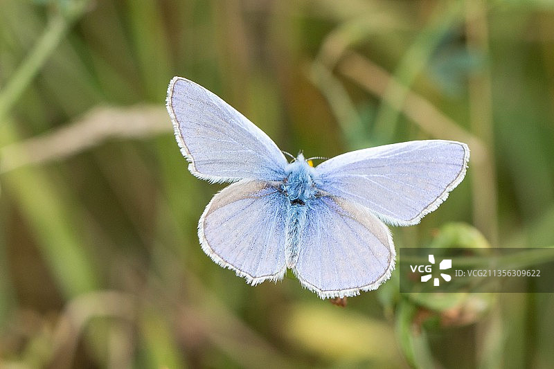 蝴蝶在植物上的特写图片素材