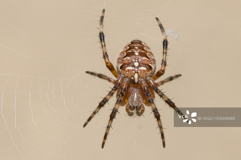 蜘蛛在网上的特写镜头图片素材