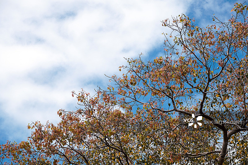 印度泰米尔纳德邦马哈巴利普拉姆天空下的树图片素材