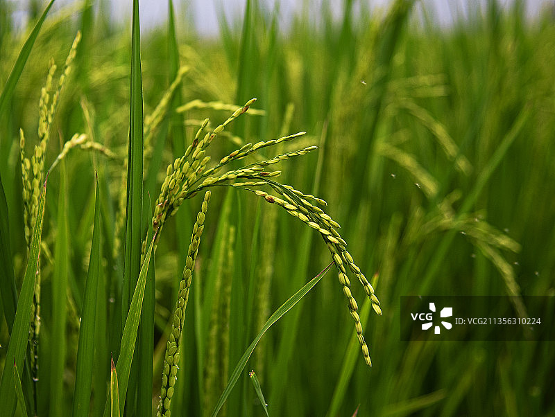 印度蒂鲁内尔维利小麦生长特写图片素材