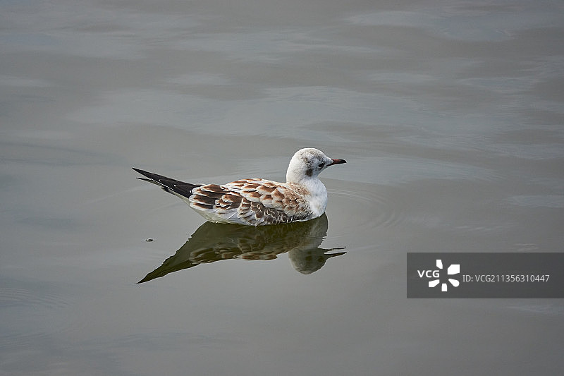 湖中游泳的鸭子俯视角度图片素材